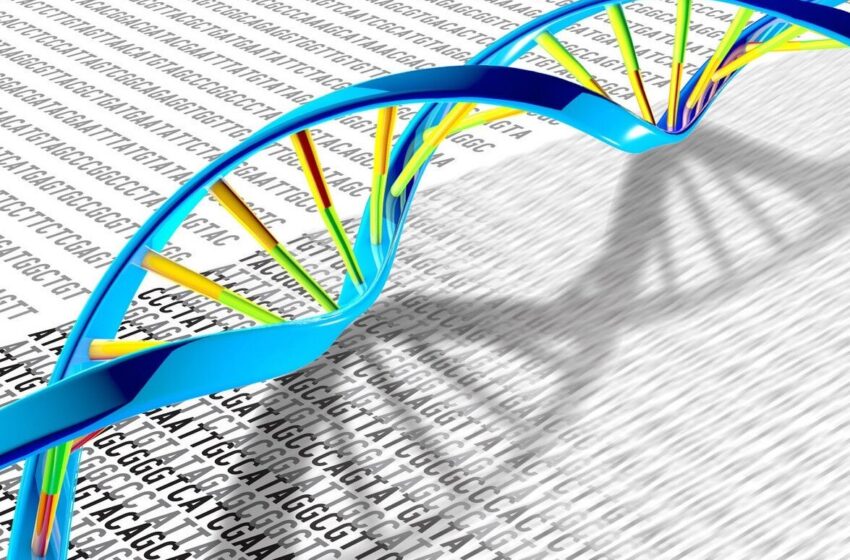  Une étude décrypte la structure 3D complexe d’un aptamère d’ADN pour la théranostique des maladies