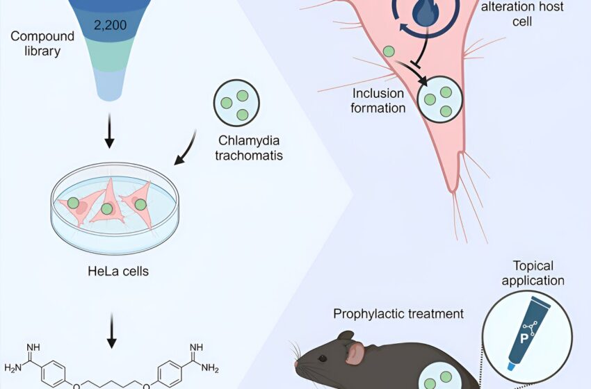  Une étude identifie une substance active pour la prévention des infections à chlamydia