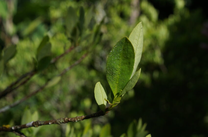  Une étude montre que la forme et la taille des feuilles ne permettent pas de distinguer de manière fiable les plants de coca sauvages de ceux cultivés pour produire de la cocaïne