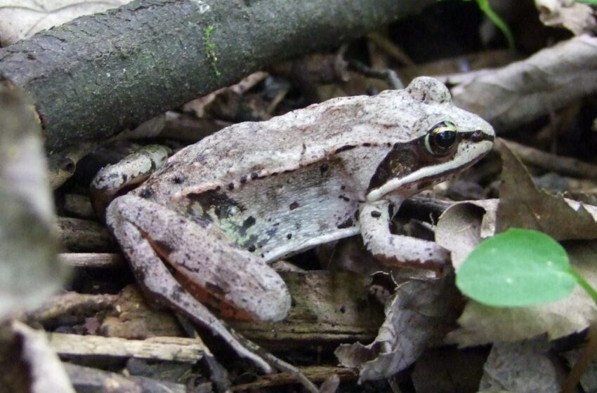  Une étude montre que les grenouilles peuvent rapidement augmenter leur tolérance aux pesticides