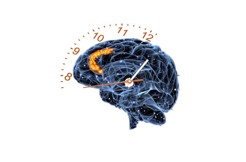  Une étude révèle comment notre cerveau mesure le temps