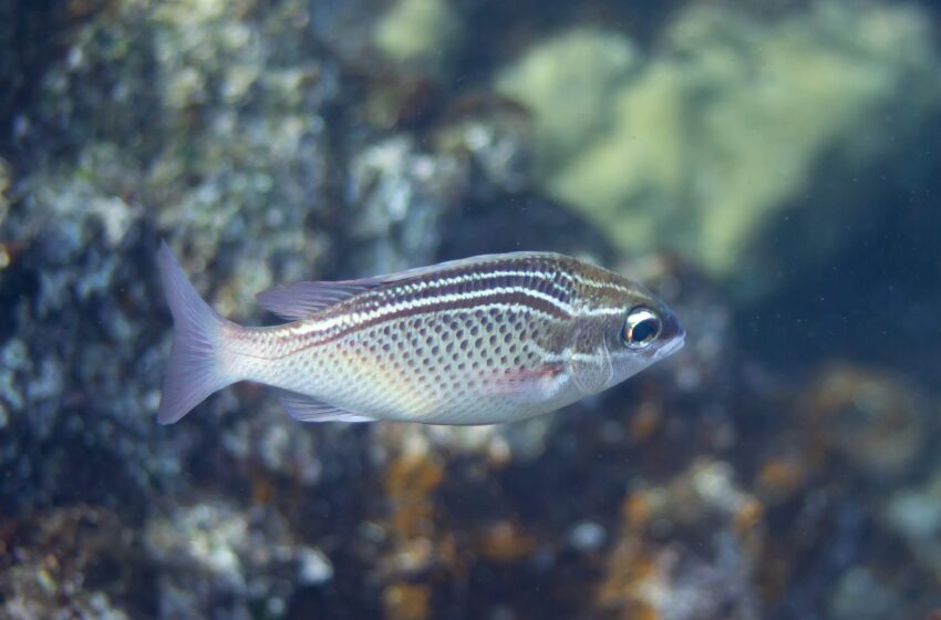  Une étude révèle des stratégies de survie uniques adoptées par les poissons dans les eaux les plus chaudes du monde