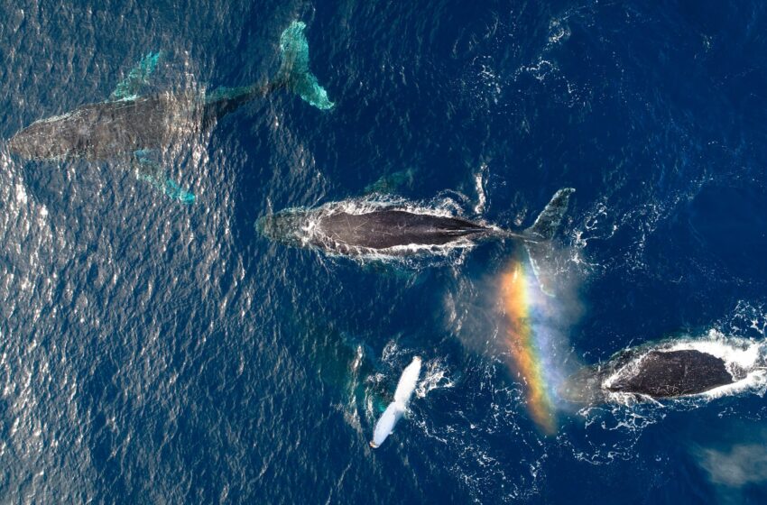  Une étude révèle que les baleines à bosse étaient plus heureuses pendant la pause pandémique