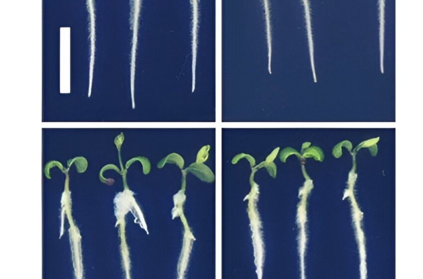  Une étude révèle un gène clé qui protège les plantes des métaux nocifs présents dans le sol