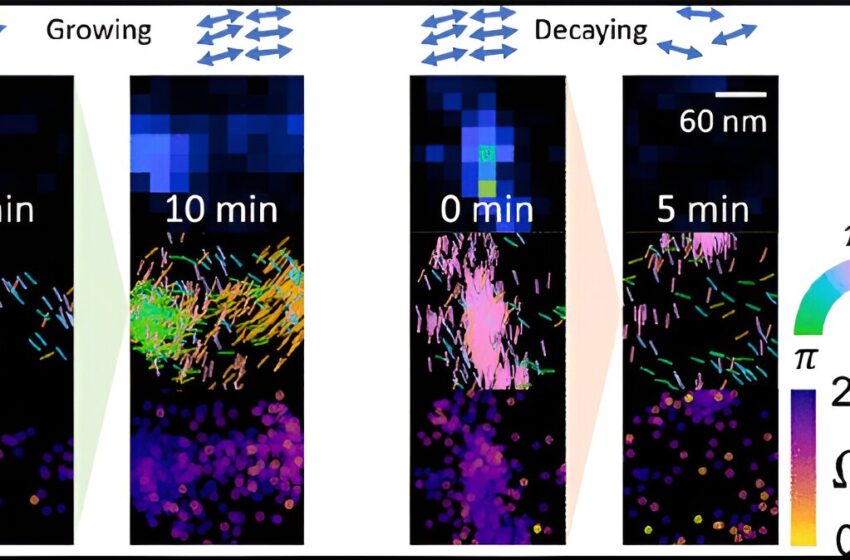  Une microscopie innovante révèle l’architecture amyloïde et pourrait apporter des informations sur les maladies neurodégénératives