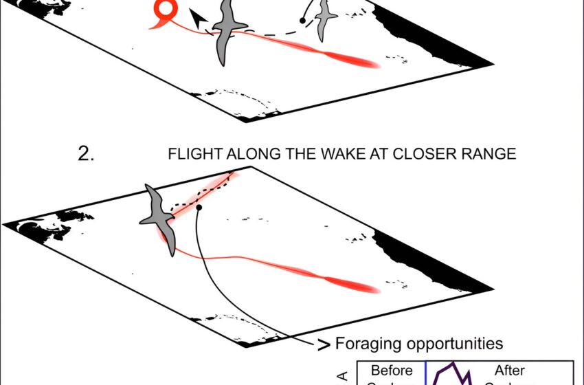  Une nouvelle étude révèle que les oiseaux marins chassent les cyclones tropicaux