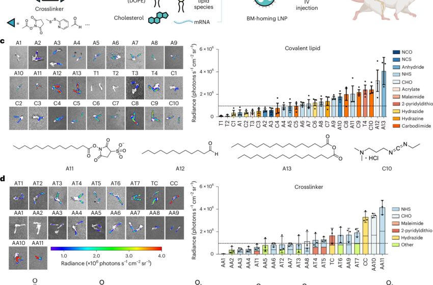  Une nouvelle méthode d’administration de nanoparticules cible les mutations des cellules falciformes dans la moelle osseuse