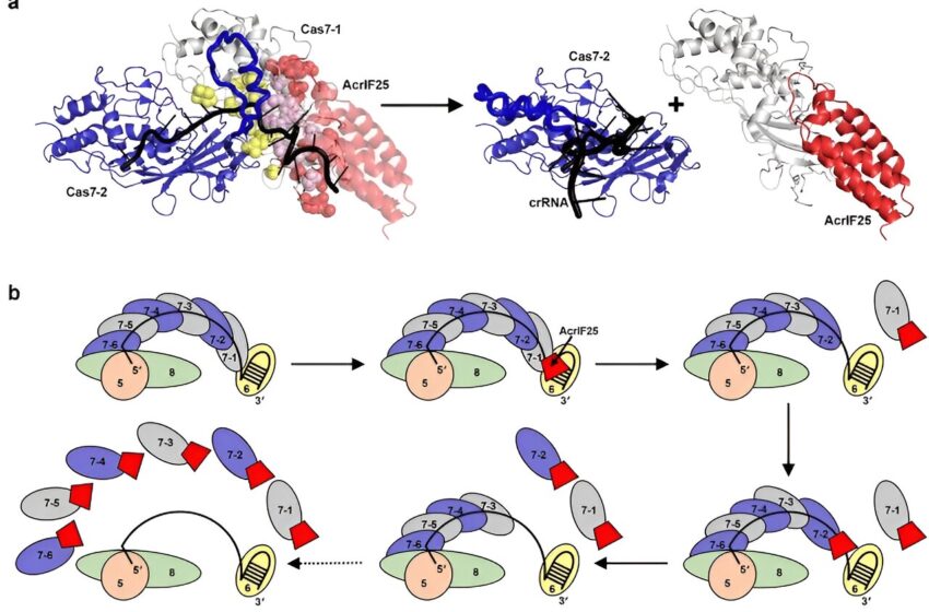  Une nouvelle protéine inhibe l’activité du système CRISPR-Cas