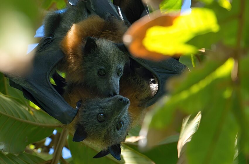  Une technique d’économie d’énergie utilisée par les plus grandes chauves-souris du monde révélée