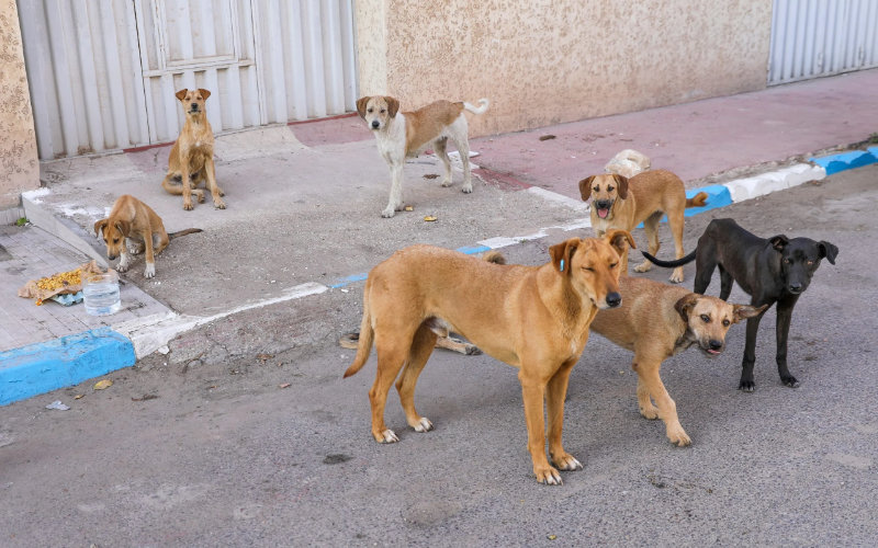  Au Maroc, des meutes de chiens errants sèment la terreur