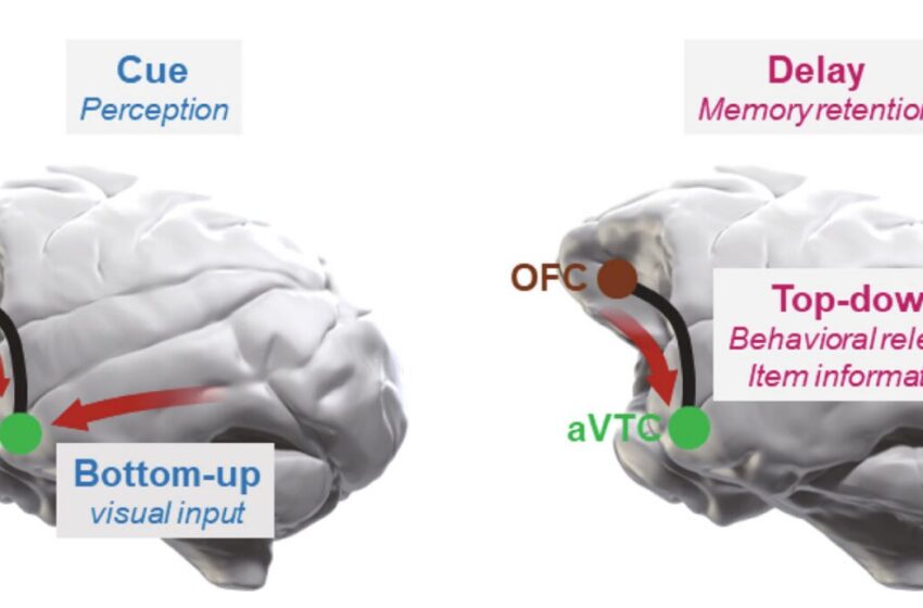  Comment différentes régions du cerveau contribuent à la mémoire des objets visuels