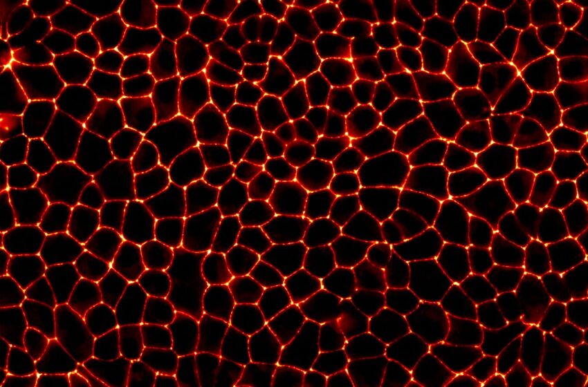  Comment les cellules utilisent la condensation pour sceller hermétiquement les tissus