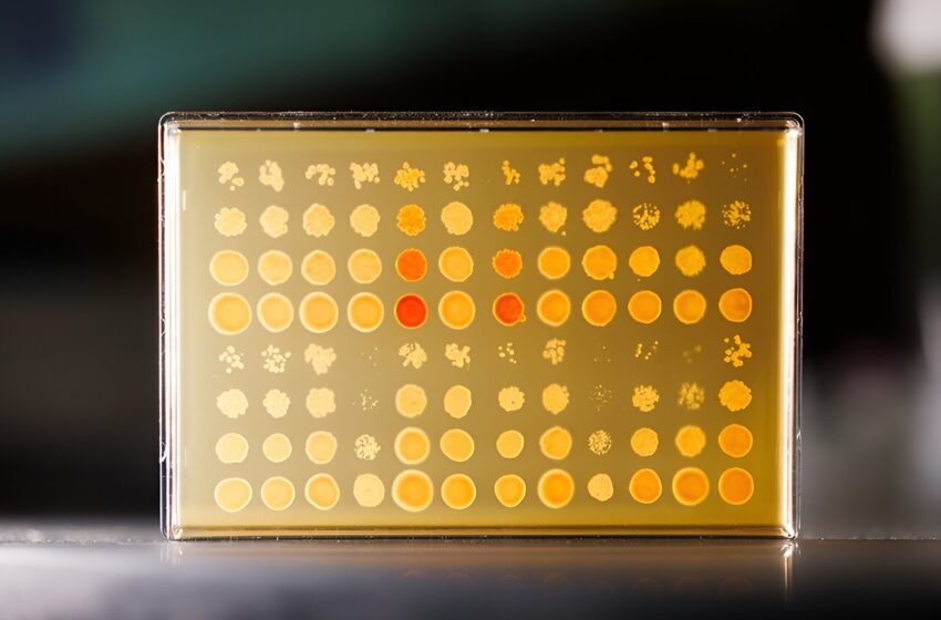  Comment les protéines microscopiques pourraient façonner notre avenir