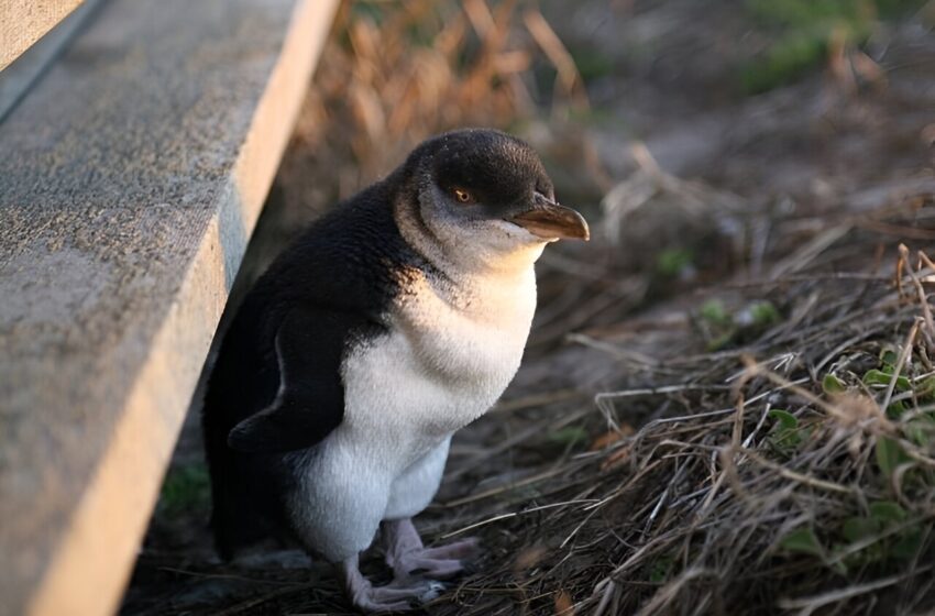  De nouvelles connaissances sur la sensibilité des petits pingouins au bruit