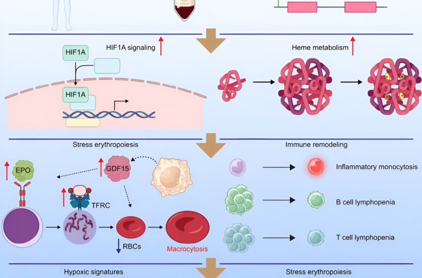  De nouvelles recherches révèlent des différences dans la physiologie de l’oxygène chez les personnes atteintes du syndrome de Down