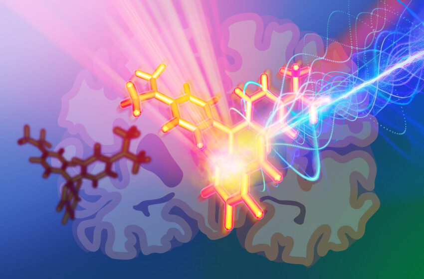  De nouvelles sondes photoacoustiques permettent l’imagerie des tissus cérébraux profonds, avec la possibilité de rendre compte de l’activité neuronale