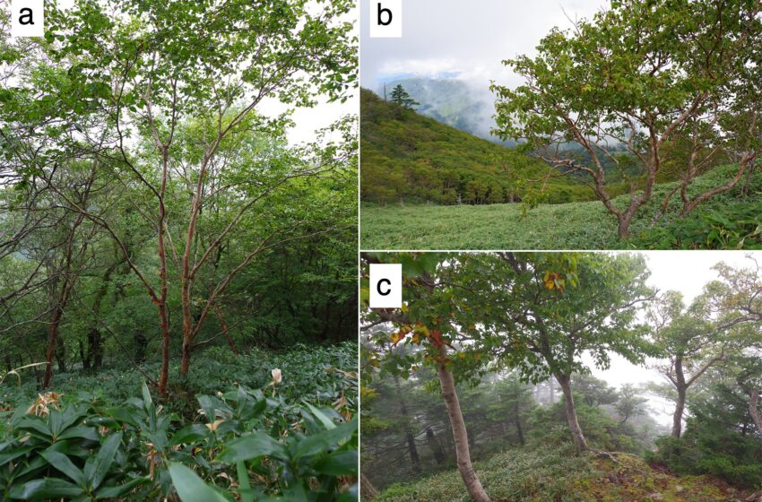  Découverte d’une lignée diploïde ancestrale de Betula ermanii dans les hautes montagnes du Japon