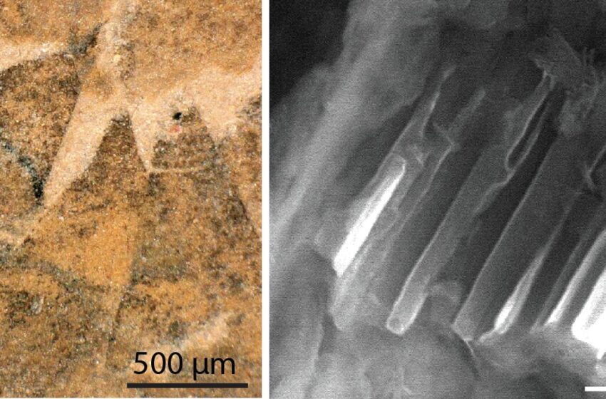  Des chercheurs découvrent un ancêtre de mollusque vieux de 500 millions d’années