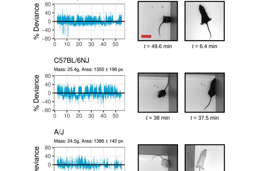  Des chercheurs développent une méthode sans stress pour peser des souris à l’aide de la vision par ordinateur