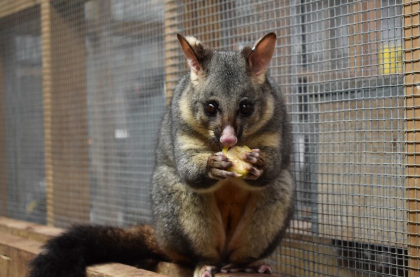  Des chercheurs identifient le gène responsable de la couleur de la fourrure des marsupiaux