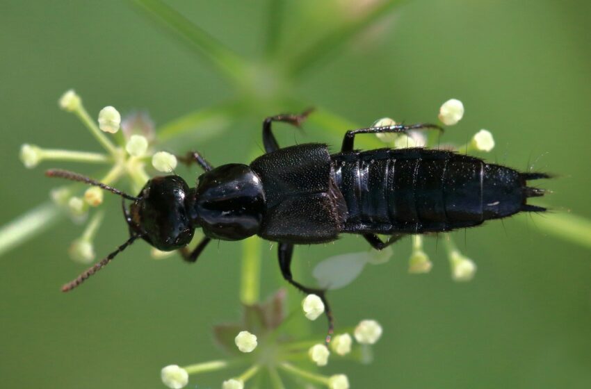  Des coléoptères tropicaux inconnus de la science sont plus menacés d’extinction, avertissent les chercheurs