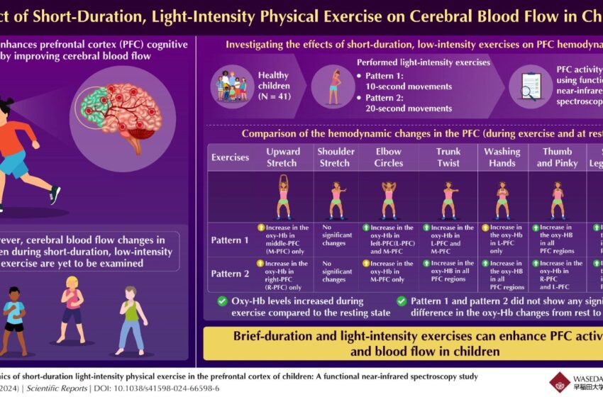  Des exercices de courte durée et d’intensité légère améliorent le flux sanguin cérébral chez les enfants, révèle une étude