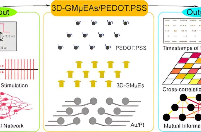  Des réseaux innovants de microélectrodes en or 3D améliorent la compréhension de la communication des réseaux neuronaux
