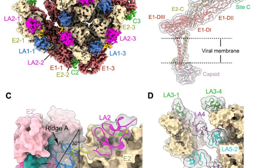  Des scientifiques découvrent un nouveau mécanisme de reconnaissance des récepteurs pour les alphavirus