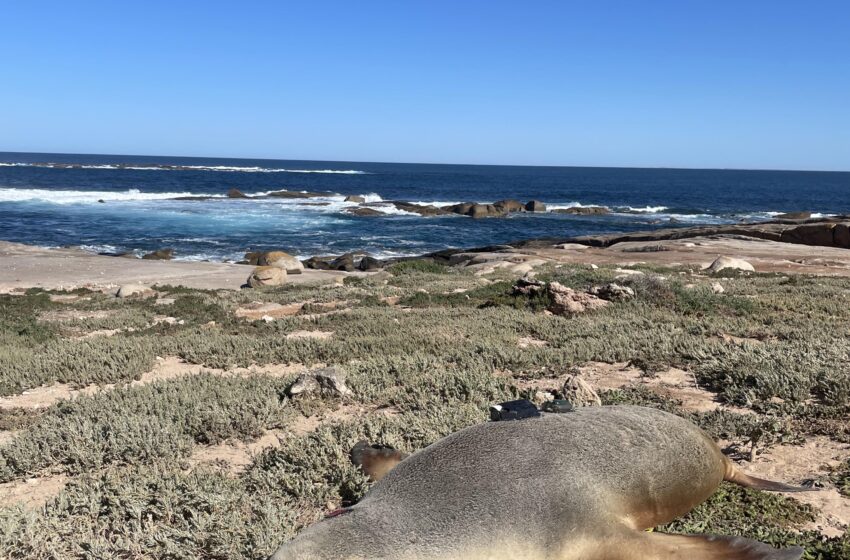  Des scientifiques équipent les lions de mer australiens de caméras pour explorer des habitats océaniques jusqu’alors inexplorés