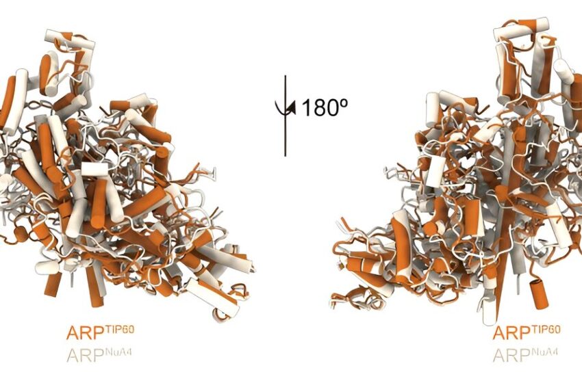  Des scientifiques examinent au niveau atomique un complexe protéique qui donne accès à notre ADN