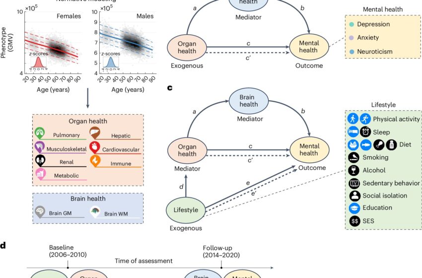  Des voies reliant la santé du corps et du cerveau et leurs impacts sur la santé mentale ont été révélées