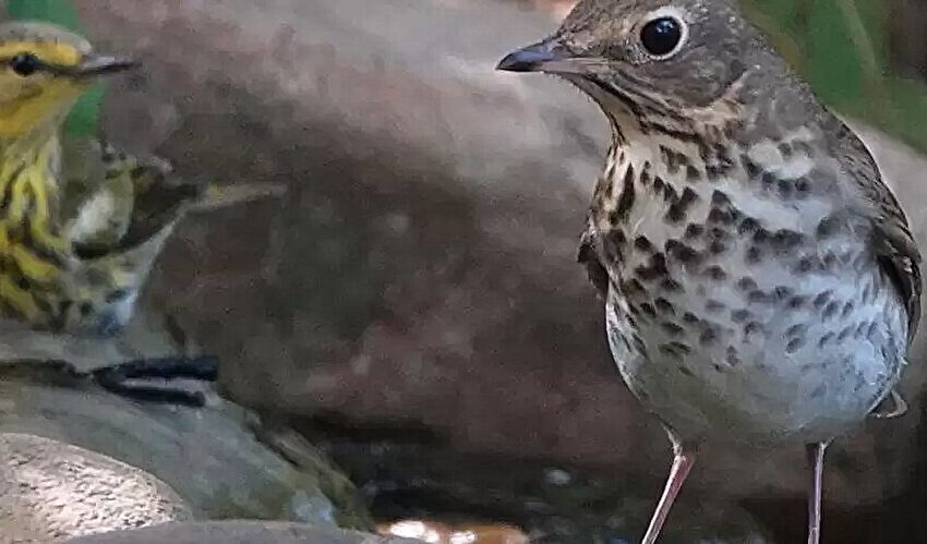  Étudier le voyage, et non la destination, offre un nouvel éclairage sur les migrations des oiseaux chanteurs