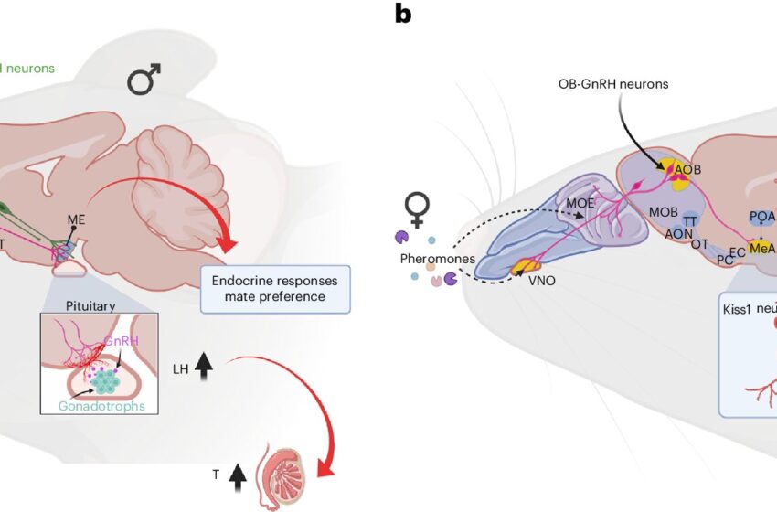  Il a été démontré que les neurones GnRH du bulbe olfactif de la souris traduisent les odeurs socialement pertinentes en comportement reproducteur masculin