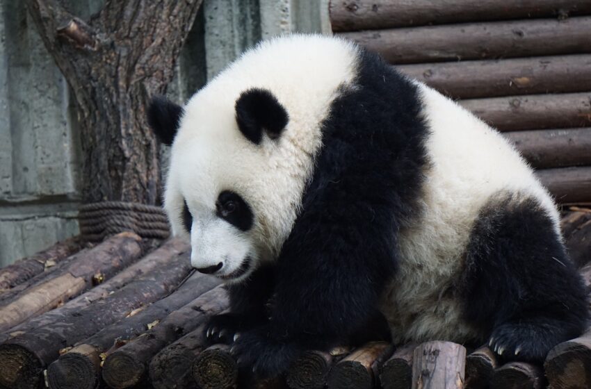  La connectivité des habitats favorise le rétablissement des pandas, selon une étude