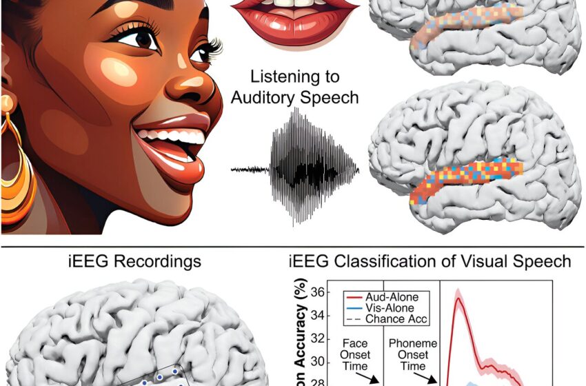  La lecture labiale active des régions du cerveau similaires à la parole réelle, montrent les chercheurs