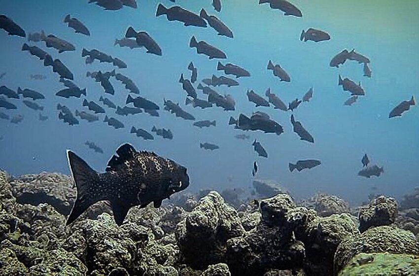  La pêche perturbe le comportement reproducteur du mérou à queue carrée, selon une étude