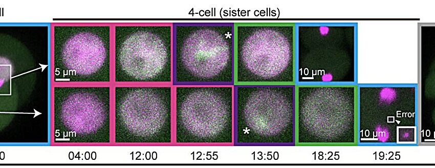  La réplication de l’ADN dans les premiers embryons diffère des hypothèses précédentes, selon une étude