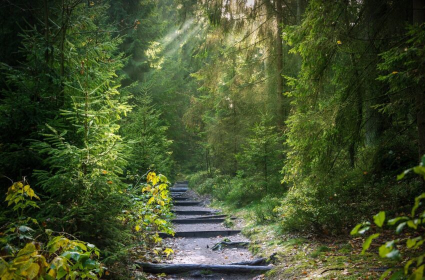  La restauration des forêts peut simultanément améliorer la vie des populations, de la nature et du climat