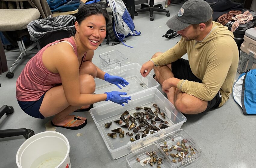  La toxine mortelle des escargots de mer pourrait être la clé pour fabriquer de meilleurs médicaments