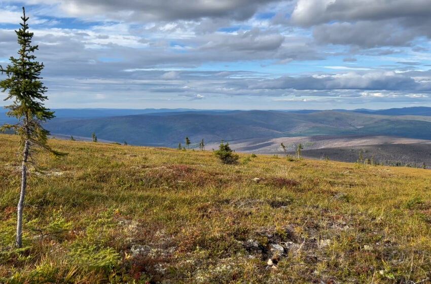  La végétation de la toundra va devenir plus haute et plus verte d’ici 2100, selon une étude