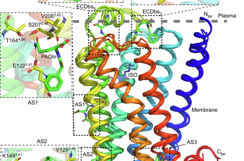  La voie microbienne intestinale identifiée comme cible pour un meilleur traitement des maladies cardiaques