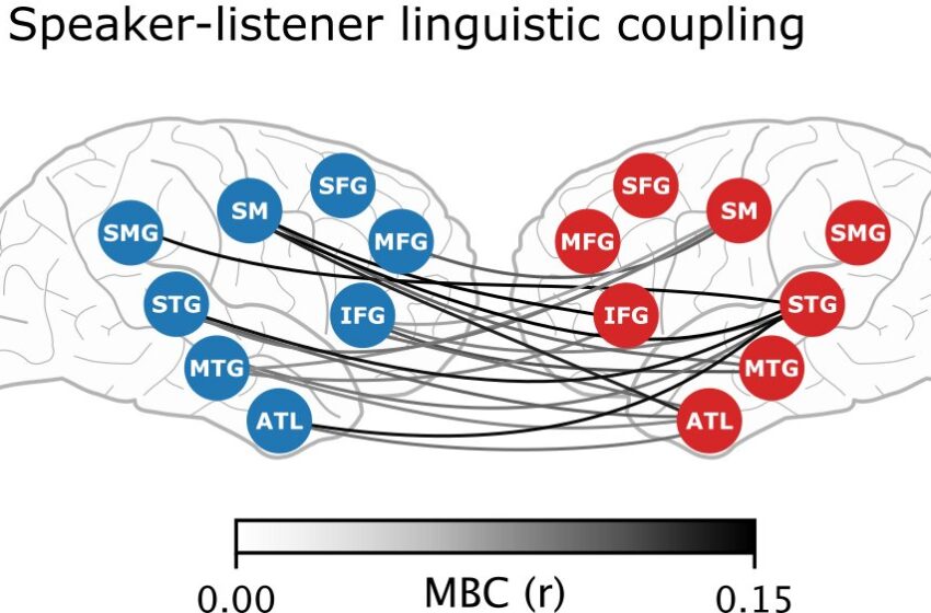  L’activité cérébrale associée à des mots spécifiques se reflète entre l’orateur et l’auditeur au cours d’une conversation, selon les données