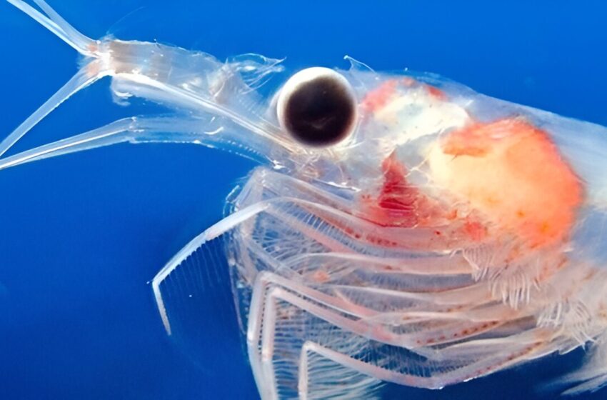  Le krill nous donne un aperçu de la façon dont les espèces marines peuvent s’adapter aux eaux plus chaudes