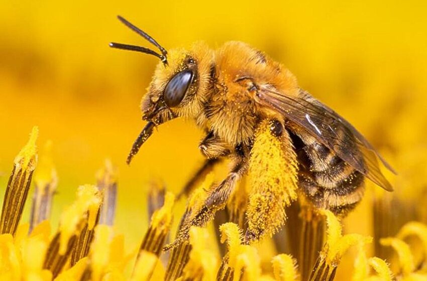  Le manque de pollinisateurs limite la production alimentaire mondiale, selon une analyse du rendement des cultures