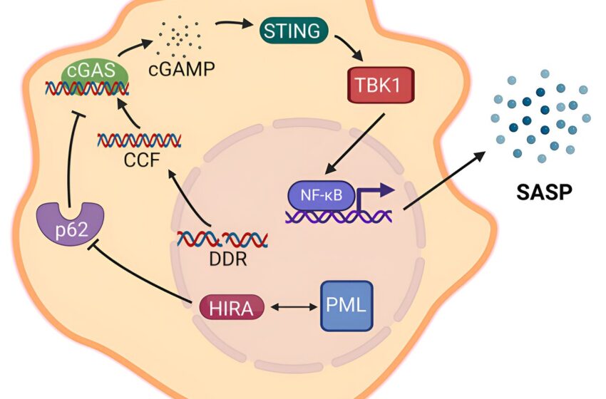  Le secret du contrôle des sécrétions inflammatoires par les cellules endormies