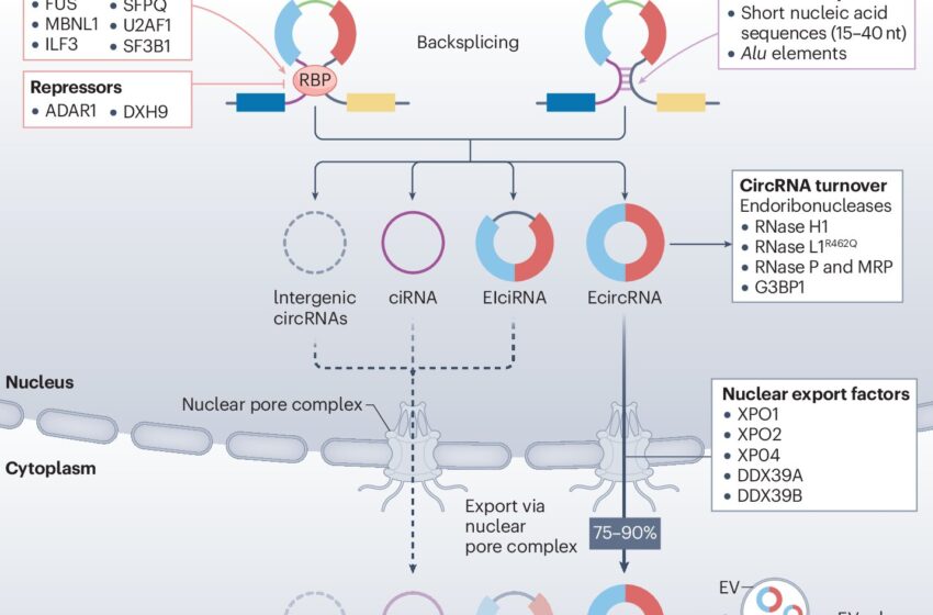  Les ARN circulaires : la nouvelle frontière de la recherche sur le cancer