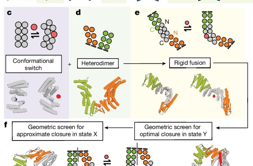  Les biochimistes conçoivent des protéines capables de passer de l’assemblage au désassemblage via un contrôle allostérique
