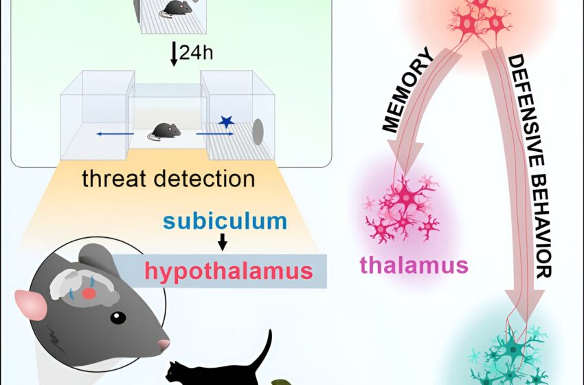  Les chercheurs cartographient les circuits cérébraux qui signalent un danger immédiat et créent des souvenirs pour aider à éviter les menaces