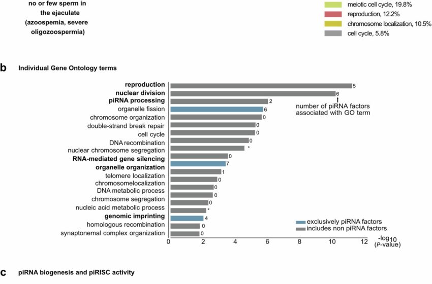  Les chercheurs identifient les piARN comme une cause génétique très pertinente de l’infertilité masculine