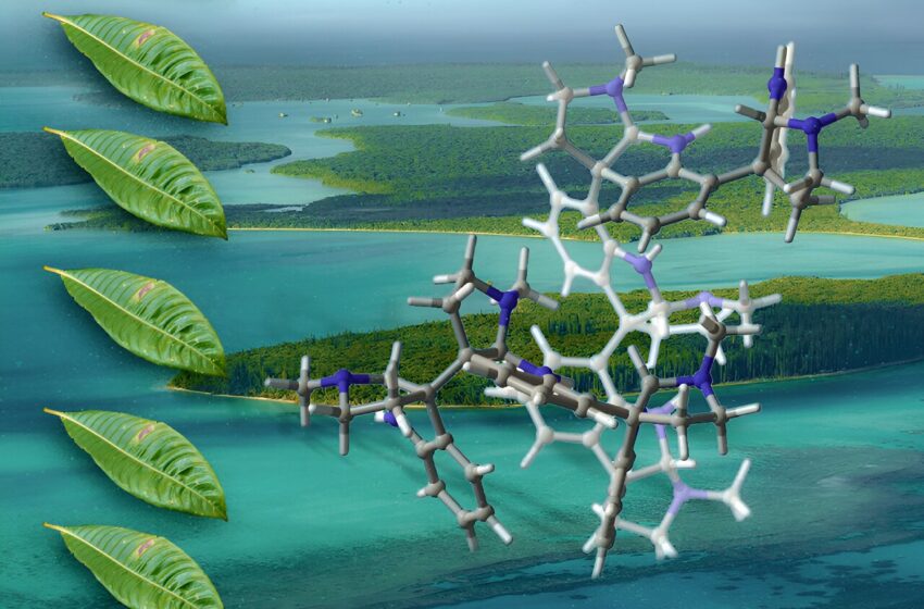  Les chimistes synthétisent des molécules dérivées de plantes qui ont un potentiel pharmaceutique